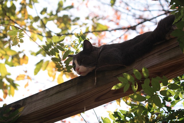 Free Cat Arboreal photo and picture