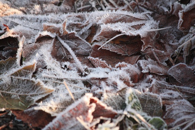 Free Frost Leaves photo and picture