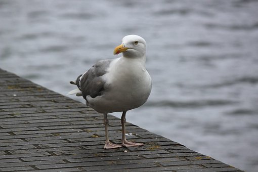 Måke, Fugl, Natur, Fugler, Sjøfugl