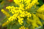 mimosa, spring, yellow flower