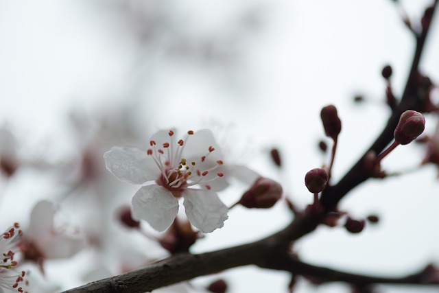 Primavera, Fondo De La Flor, Flor