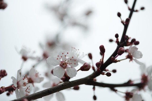 Primavera, Flor, Naturaleza