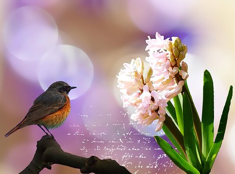 Hyacinth Flower Blossom - Free photo on Pixabay