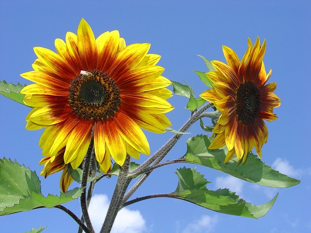 Free Sunflower Blossom photo and picture
