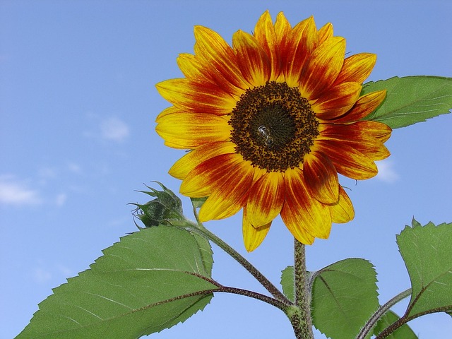 Free Sunflower Pollination photo and picture