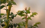 thorns, rose, leaf