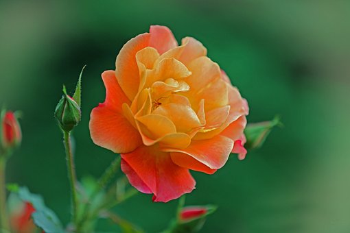 1000以上の無料バラのつぼみ 花画像 Pixabay