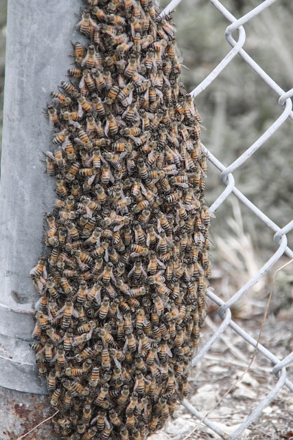 Free Bee Honey photo and picture