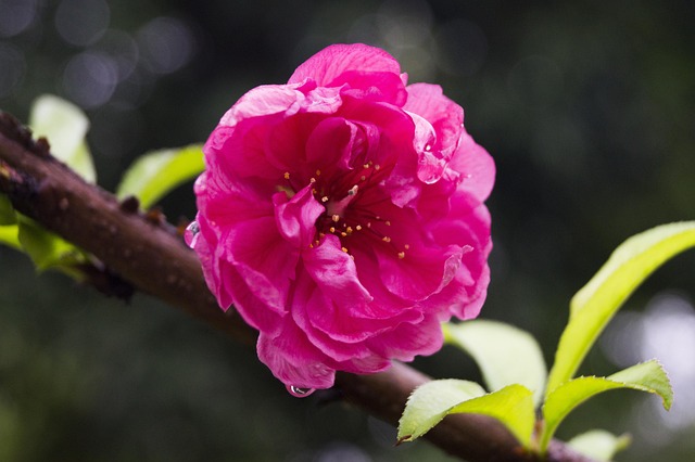 Flor De Cereza, Flor, Primavera