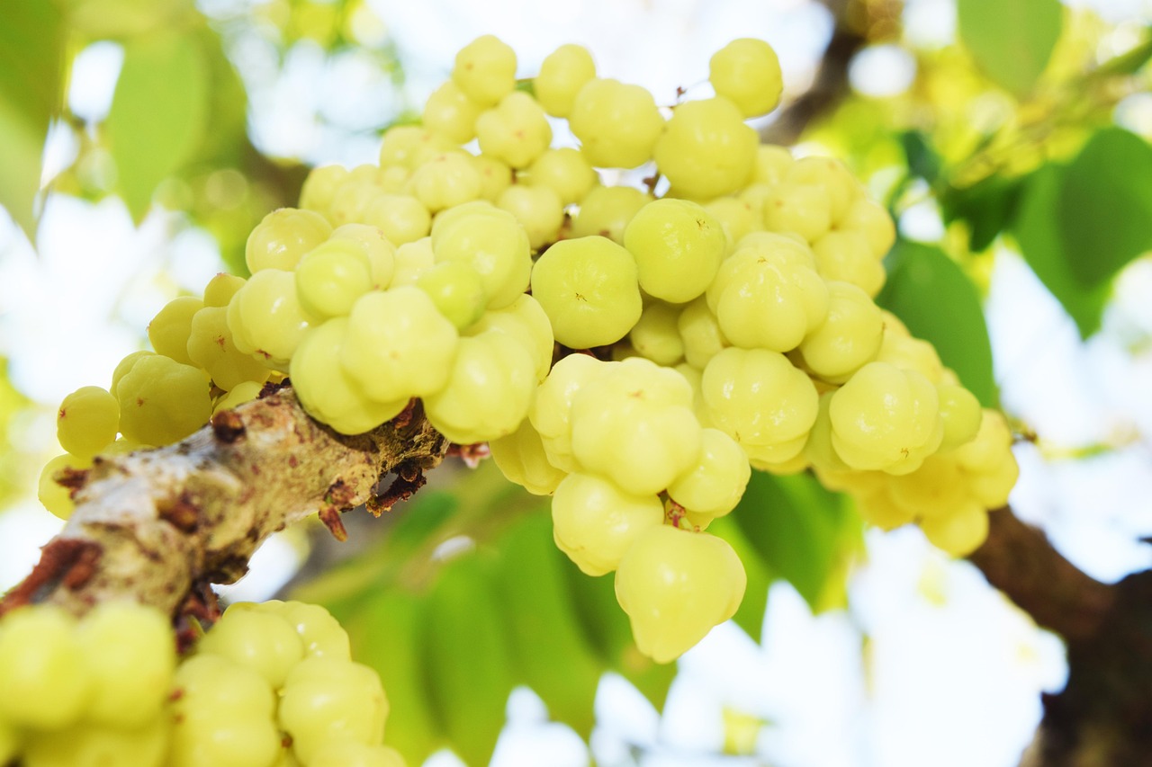 Phyllanthus Acidus Star Gooseberry - Free photo on Pixabay - Pixabay