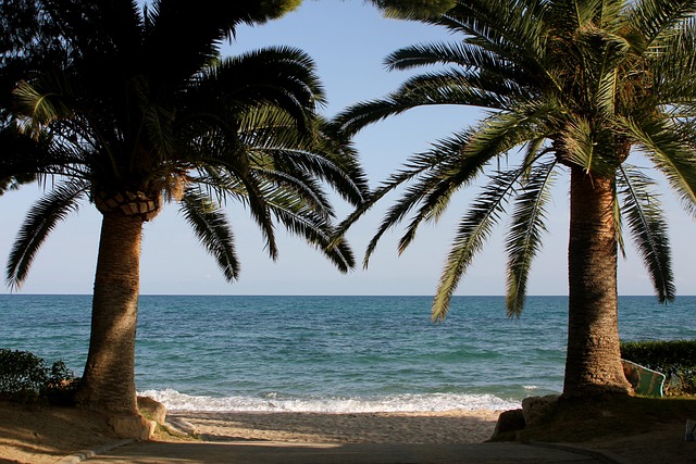 Free Sea Palm Tree photo and picture