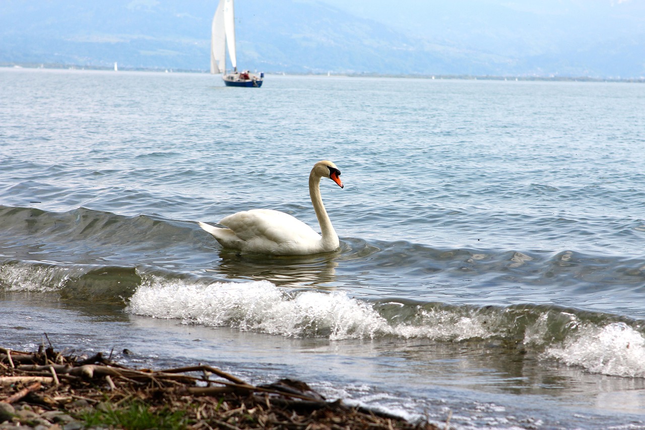 Cygne L'Eau Lac Oiseau - Photo gratuite sur Pixabay - Pixabay