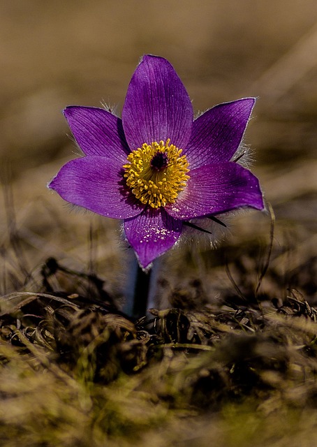 Free Flower Flower Wallpaper photo and picture