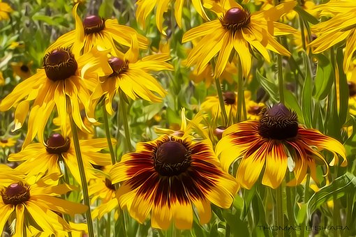 Free Nature Flower Wallpaper photo and picture
