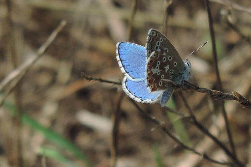 Free Butterfly Moth In Summer photo and picture