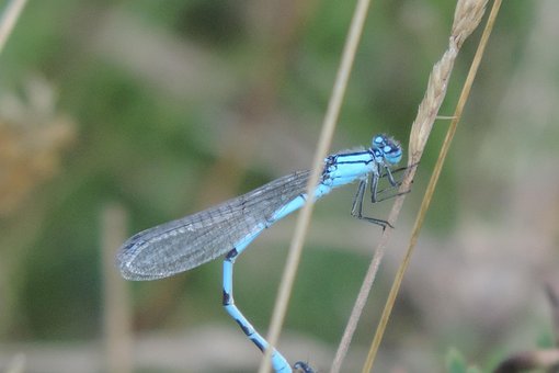 Free Dragon-Fly Blue Dragonfly photo and picture