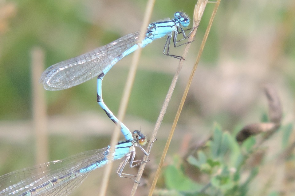 Pairing Dragonfly Pair · Free photo on Pixabay