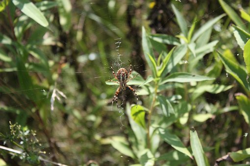 Free Araneus Spider Web photo and picture
