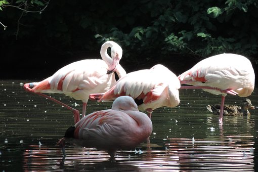 Free Flamingo Birds photo and picture