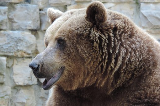 Free Brown Bear Zoo photo and picture