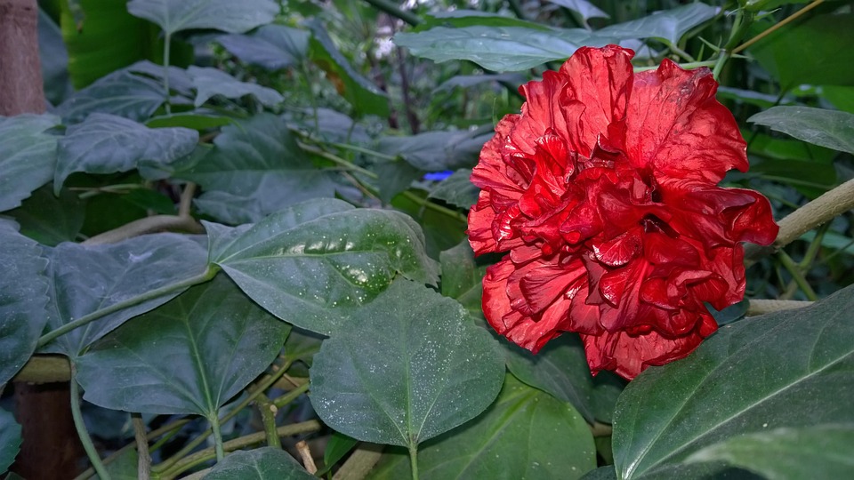 Red Flower Rpse Flower Red Rose - Free photo on Pixabay - Pixabay