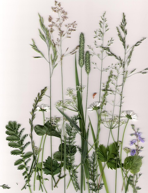 Plante, Iarba, Plante Presate