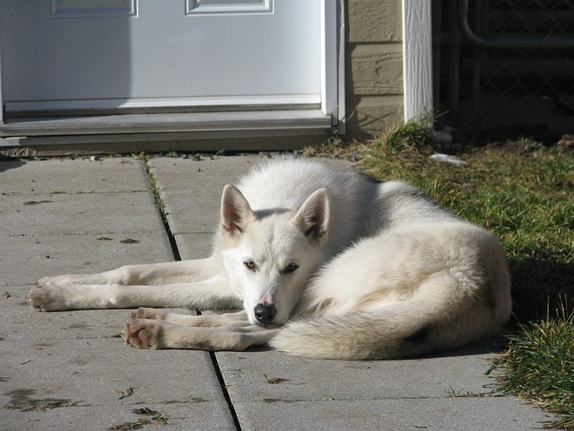 Free Dog Rest photo and picture