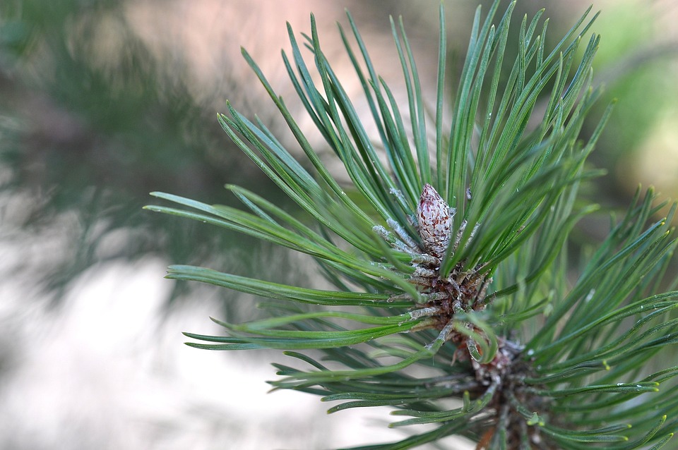 Free photo Pine, Tree, Pine Needles, Nature Free Image on Pixabay