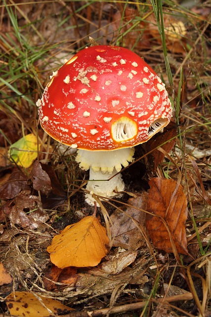 Free Toadstool Fungus photo and picture