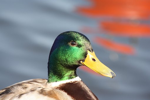 Ente, Wasser, Wasservogel, Schwimmen