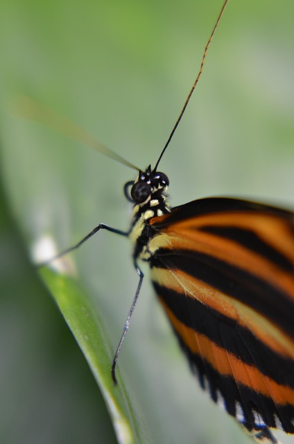 Free Butterfly Macro photo and picture