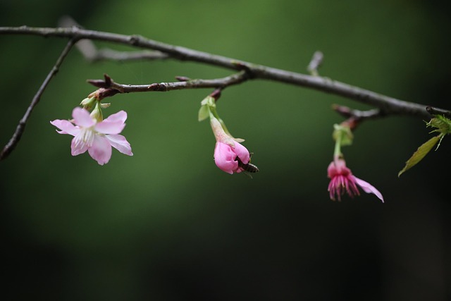 Free Flower Plant photo and picture