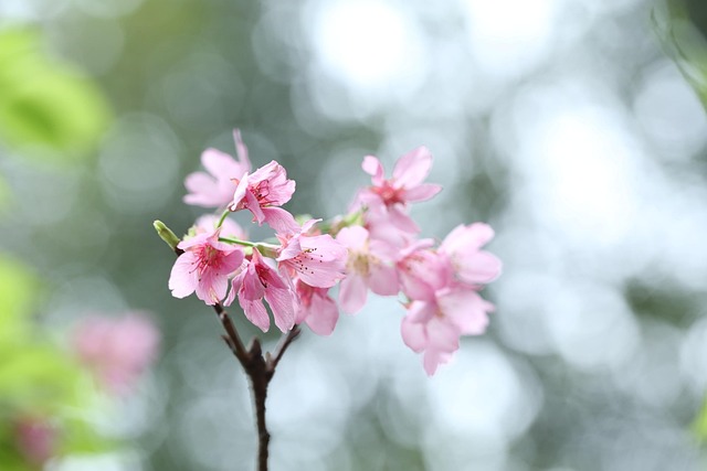 Free Cherry Blossom Flower photo and picture