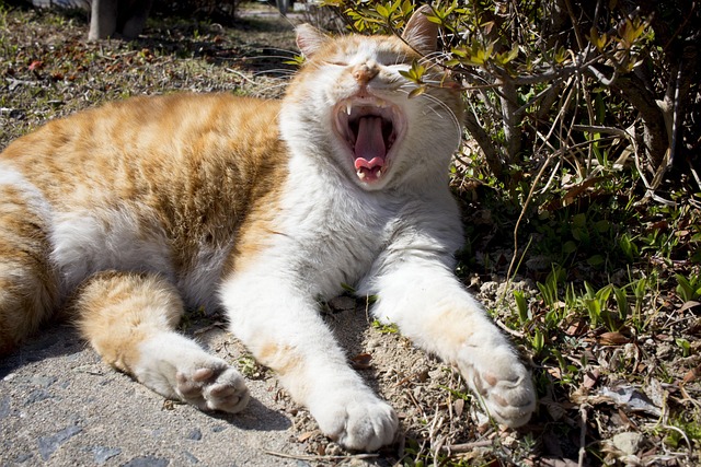 Free Cat Animal photo and picture