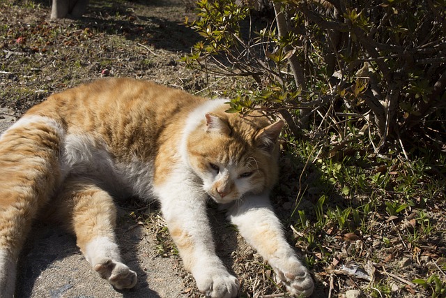 Free Cat Outdoor photo and picture