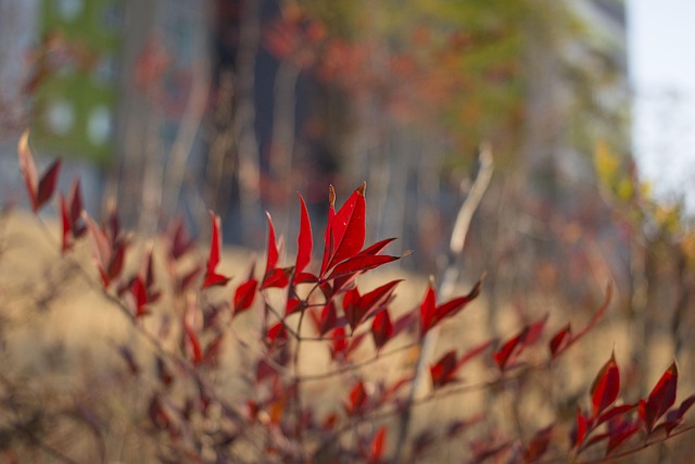Free Tree March photo and picture