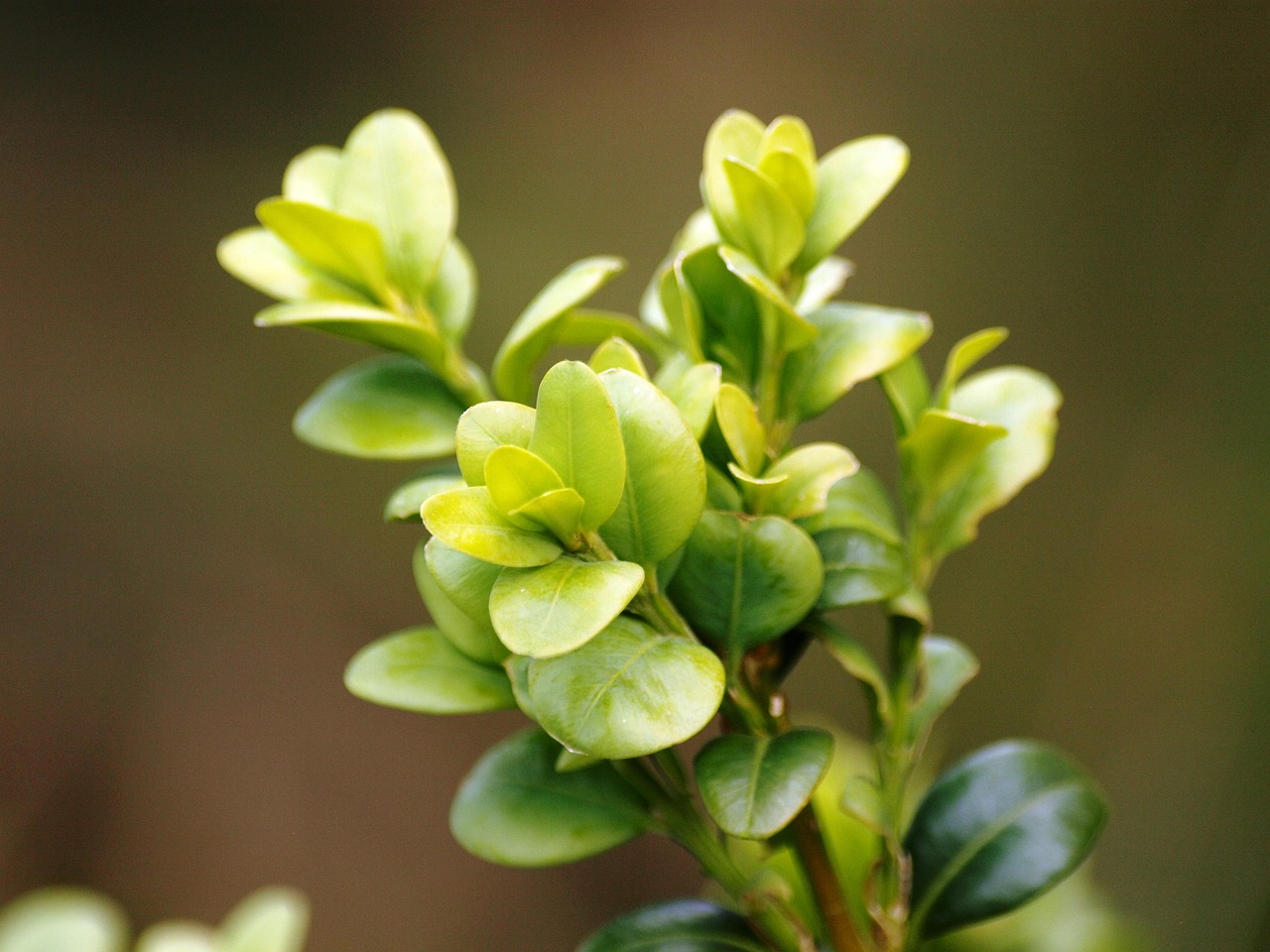 boxwood, green, buxus, leaves, garden plant, nature, shrub