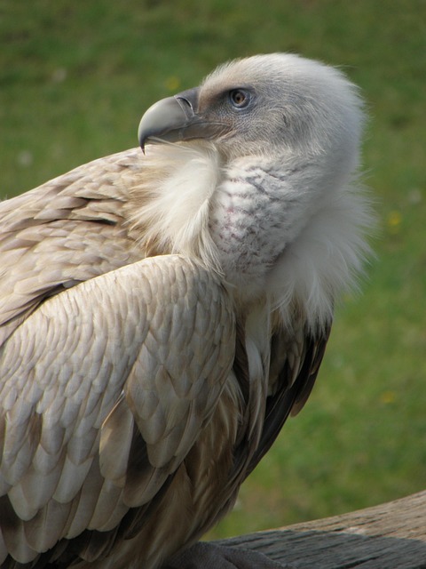 Free Himalayan Vulture Sup photo and picture