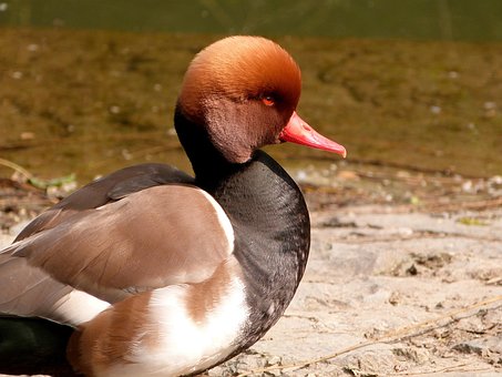 Free Duck Bird photo and picture