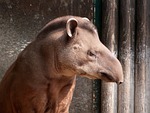 mammal, tapir, portrait