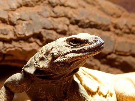Free Lizard Portrait photo and picture