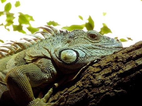 Free Reptile Lizard photo and picture