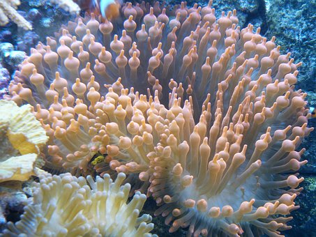Free Aquarium Pink photo and picture