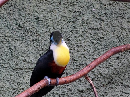 Free Bird Toucan photo and picture