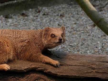 Free Mongoose Nature photo and picture