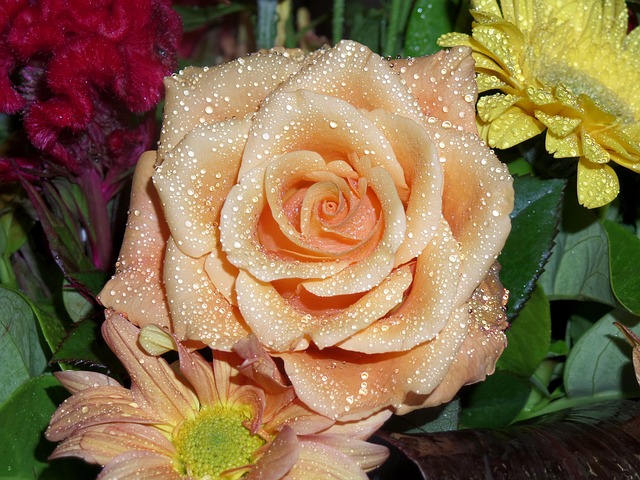 rose, blossom, beautiful flowers, bloom, flower, nature, bouquet, plant, petal, spring, flora, valentine, leaf, bud, green, rose flower, fresh, garden, color, natural, bunch, raindrops on petals, orange, floral, flower wallpaper, colorful, flower background, bright, blooming