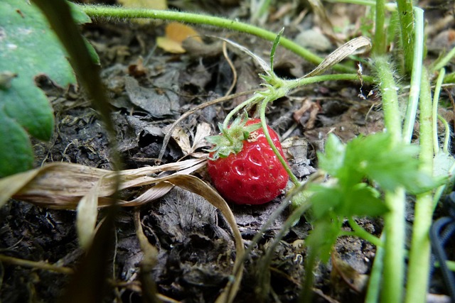 Aardbei, Tuin, Fruit, Zomer