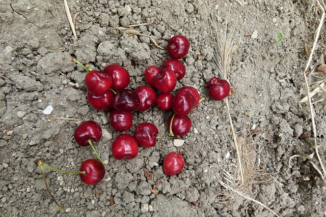 Kers, Tuin, Fruit, Zomer