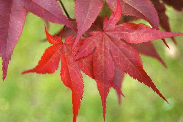 Free Fall Maple Leaf photo and picture
