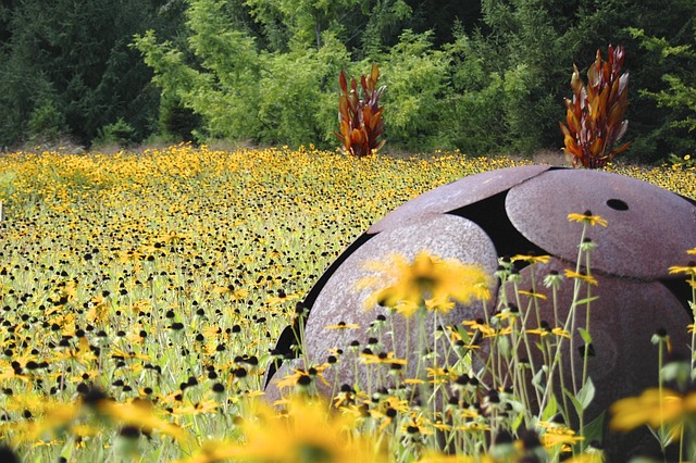 Free Summer Meadow photo and picture